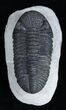 Giant Phacopid Trilobite Drotops Megalomanicus #1995-3
